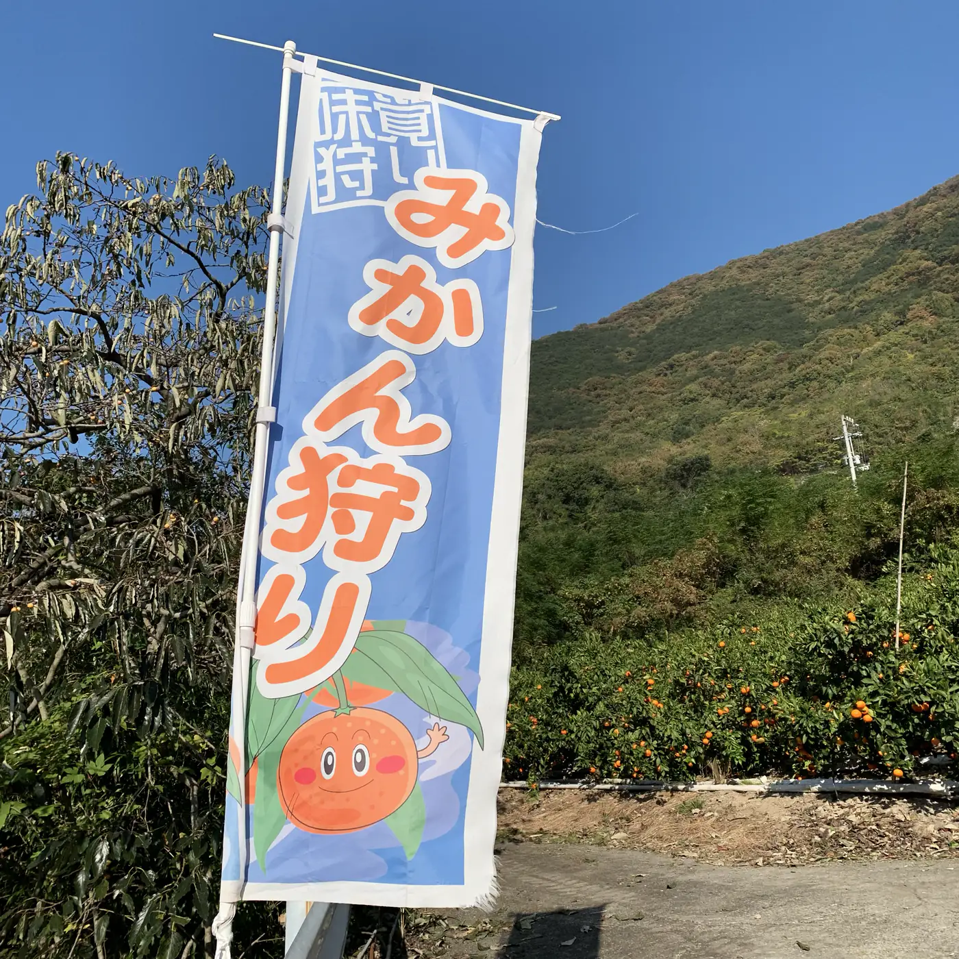 「みかん狩り」ののぼりが立つ、青空の下の畑